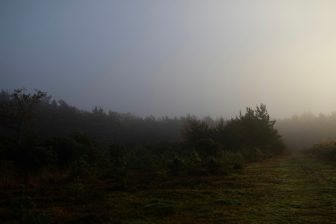 Sentier forestier dans la brume au lever du jour
